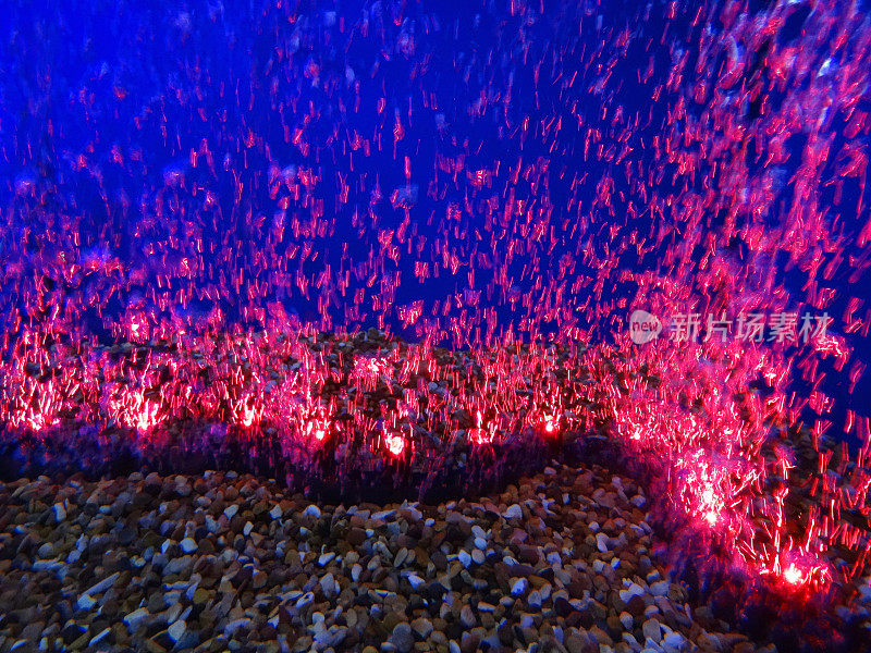 水族鱼缸带有气泡墙、空气石/红灯